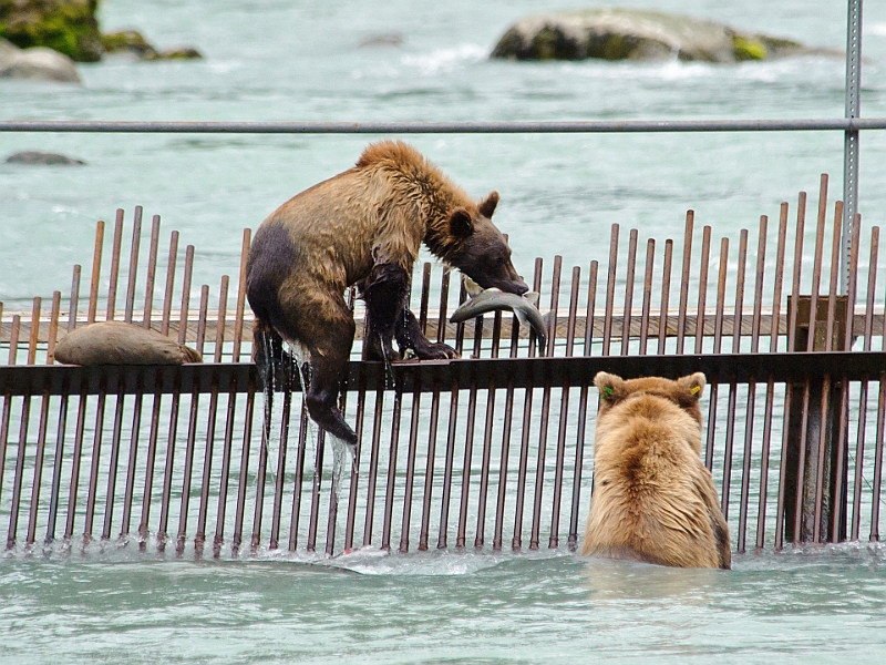 Alaska Wildlife-6.JPG